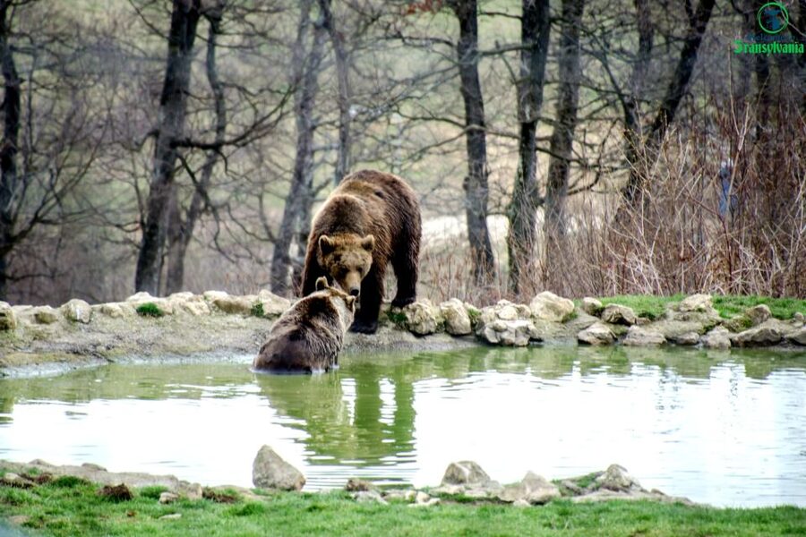 Visit Bear Sanctuary and Bran Castle from Brasov - What the $83 price really covers