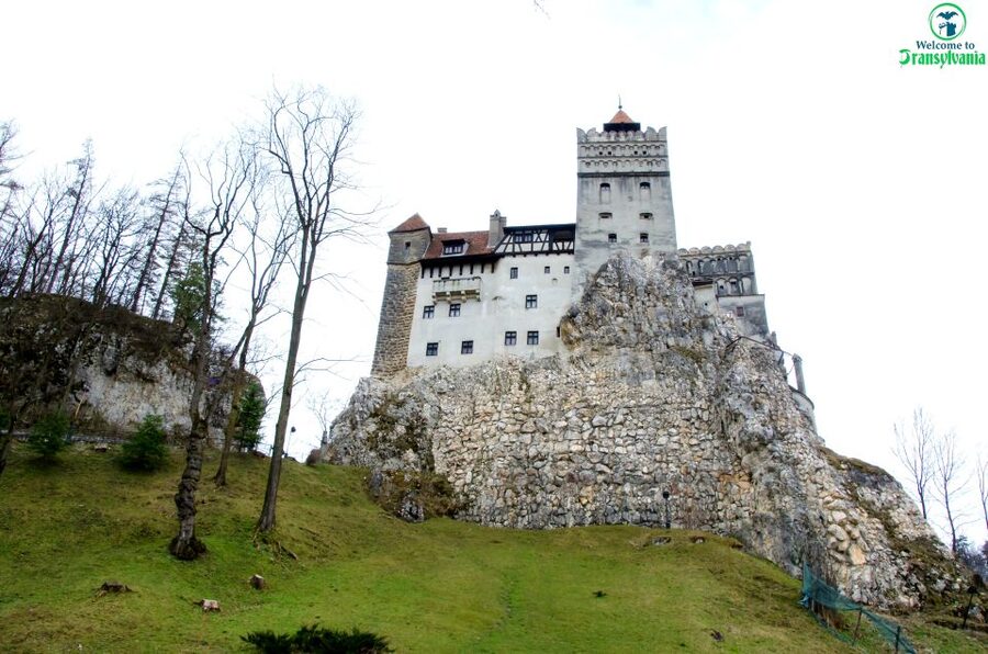 Visit Bear Sanctuary and Bran Castle from Brasov - Who should book this experience?