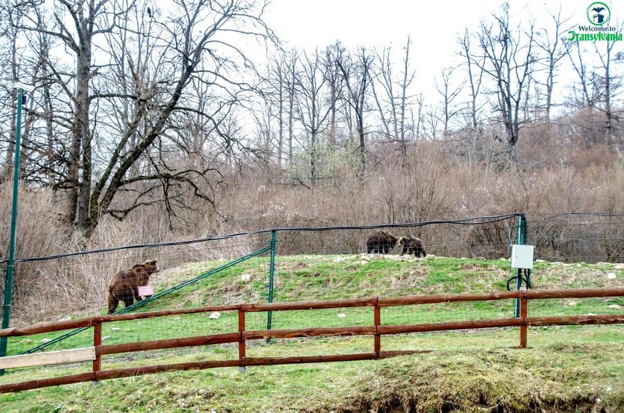 Visit Bear Sanctuary and Bran Castle from Brasov - Should you book the Bran Castle and bear sanctuary tour?